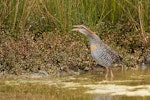 Banded rail | Moho pererū. Adult calling. Pauatahanui Inlet, Wellington, January 2019. Image © Imogen Warren by Imogen Warren.