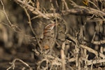 Banded rail | Moho pererū. Adult taking prey from cobweb among mangrove pneumatophores. Miranda, March 2016. Image © Bartek Wypych by Bartek Wypych.