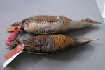 Dieffenbach's rail | Moeriki. Holotype specimen ventral view (with banded rail above) in Tring Museum NHM 1842.9.29.12. Chatham Island, January 1840. Image © Alan Tennyson & the Natural History Museum by Alan Tennyson.