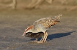 Banded rail | Moho pererū. Adult feeding chick. Great Barrier Island, January 2014. Image © Bartek Wypych by Bartek Wypych.