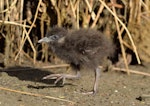 Banded rail | Moho pererū. Chick. Great Barrier Island, January 2014. Image © Bartek Wypych by Bartek Wypych.