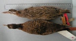 Dieffenbach's rail | Moeriki. Holotype specimen dorsal view (with banded rail above) in Tring Museum NHM 1842.9.29.12. Chatham Island, January 1840. Image © Alan Tennyson & the Natural History Museum by Alan Tennyson.