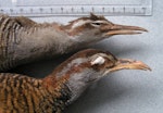 Dieffenbach's rail | Moeriki. Holotype specimen lateral head view (with banded rail above) in Tring Museum NHM 1842.9.29.12. Chatham Island, January 1840. Image © Alan Tennyson & the Natural History Museum by Alan Tennyson.