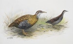 Dieffenbach's rail | Moeriki. Dieffenbach’s rail (left) / spotless crake. Image 1992-0035-2366/45. United Kingdom. Image © © Te Papa by George Edward Lodge.