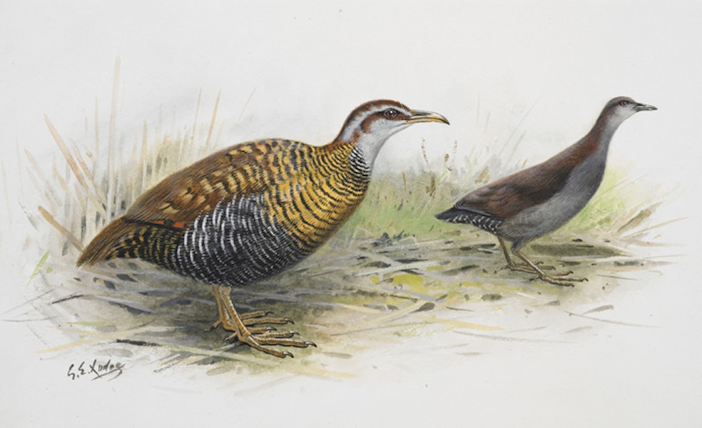 Dieffenbach's rail | Moeriki. Dieffenbach’s rail (left) / spotless crake. Image 1992-0035-2366/45. United Kingdom. Image © © Te Papa by George Edward Lodge.