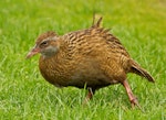 Weka. Adult western weka (pale individual). Near Cape Foulwind, September 2013. Image © Rebecca Bowater by Rebecca Bowater FPSNZ AFIAP.