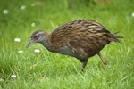 Weka. Adult North Island weka. Orongo Bay, Russell, September 2014. Image © Les Feasey by Les Feasey.