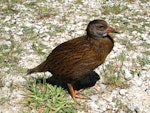 Weka. Adult western weka. Golden Bay, November 2010. Image © James Mortimer by James Mortimer.