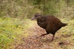 Weka. Adult western weka. Fiordland, March 2012. Image © Craig McKenzie by Craig McKenzie.