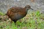 Weka. Adult North Island weka. Russell, July 2014. Image © Les Feasey by Les Feasey.