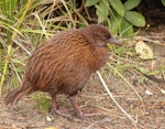 Weka. Adult Stewart Island weka. Ulva Island, March 2023. Image © Glenn Pure by Glenn Pure.