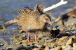 Weka. Adult western weka. Blumine Island, February 2015. Image © Rob Lynch by Rob Lynch.