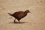 Weka. Adult Stewart Island weka. Ulva Island, Stewart Island, January 2008. Image © Suzi Phillips by Suzi Phillips.