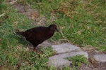 Weka. Adult female Stewart Island weka (dark morph). Ruapuke Island, Foveaux Strait, December 2012. Image © Colin Miskelly by Colin Miskelly.