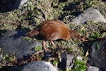 Weka. Adult Stewart Island weka. Jacky Lee Island, March 2012. Image © Colin Miskelly by Colin Miskelly.