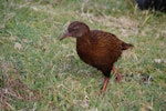 Weka. Adult male Stewart Island weka (brown morph). Ruapuke Island, Foveaux Strait, December 2012. Image © Colin Miskelly by Colin Miskelly.