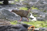 Weka. Adult buff weka. Chatham Islands, October 2010. Image © Jenny Atkins by Jenny Atkins.