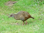 Weka. Buff weka adult. Chatham Island, Near Taiko camp, November 2007. Image © Graeme Taylor by Graeme Taylor.