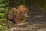 Weka. Adult Stewart Island stretching wings. Ulva Island, March 2015. Image © Glenda Rees by Glenda Rees.