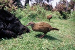 Weka. Buff weka feeding. Taiko Camp, Chatham Islands, December 1997. Image © Alan Tennyson by Alan Tennyson.