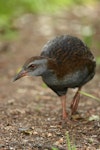 Weka. Adult North Island weka. Kawakawa Bay, May 2007. Image © Neil Fitzgerald by Neil Fitzgerald.