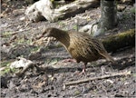 Weka. Adult buff weka. North-west Chatham Island, June 2007. Image © Colin Miskelly by Colin Miskelly.