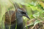 Weka. Adult North Island weka. Kawakawa Bay, May 2007. Image © Neil Fitzgerald by Neil Fitzgerald.