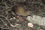 Weka. Adult eating Fiordland crested penguin egg. Open Bay Islands, August 1985. Image © Colin Miskelly by Colin Miskelly.