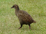 Weka. Adult buff weka. Chatham Island, January 2011. Image © Alan Tennyson by Alan Tennyson.