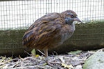 Weka. North Island weka juvenile (captive bird).. Hamilton, October 2012. Image © Raewyn Adams by Raewyn Adams.