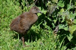 Weka. Juvenile western weka. Titirangi, Marlborough Sounds, October 2014. Image © Shellie Evans by Shellie Evans.