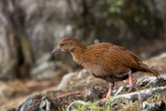 Weka. Juvenile Stewart Island weka. Ulva Island, December 2012. Image © Sabine Bernert by Sabine Bernert.