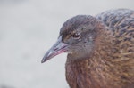 Weka. Close up of adult head (Stewart Island subspecies). Ulva Island, April 2018. Image © George Hobson by George Hobson.