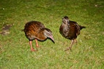 Weka. Western weka - adult (left) and immature. Lyell, March 2010. Image © Raewyn Adams by Raewyn Adams.