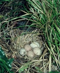 Weka. Nest with 5 eggs. Kapiti Island, November 1983. Image © Department of Conservation (image ref: 10028824) by Phil Clerke, Department of Conservation.