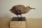 Chatham Island rail | Mātirakahu. Specimen in Auckland Museum. Mangere Island, Chatham Islands. Image © Alan Tennyson by Alan Tennyson.