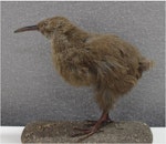 Chatham Island rail | Mātirakahu. Mounted specimen in Canterbury Museum (AV3344). Pitt Island on label. Probably Mangere Island, August 1893. Image © Colin Miskelly by Colin Miskelly.