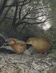 Chatham Island rail | Mātirakahu. Hutton’s rail (Cabalus modestus). Image 2006-0010-1/43 from the series 'Extinct birds of New Zealand'. Masterton, January 2005. Image © Purchased 2006. © Te Papa by Paul Martinson.