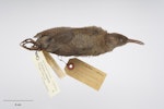 Chatham Island rail | Mātirakahu. Adult, obtained from American Museum of Natural History (Rothschild Collection) by exchange. Specimen registration no. OR.027320; image no. MA_I264487. Mangere Island, Chatham Islands. Image © Te Papa.