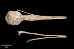 Chatham Island rail | Mātirakahu. Skull and mandible (ventral). Te Papa S.031754. Te Ana a Moe Cave, Te Whanga Lagoon, Chatham Island, January 1992. Image © Te Papa.