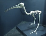 Snipe-rail. Mounted skeleton. Waitomo Caves. Image © Alan Tennyson & Waitomo Caves Discovery Centre by Alan Tennyson.