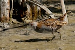 Marsh crake | Kotoreke. Adult. Motueka Sandspit, March 2016. Image © Craig Martin by Craig Martin.