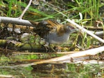 Marsh crake | Kotoreke. Adult. Lake Aviemore, March 2015. Image © David Saunders by David Saunders.