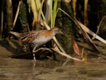 Marsh crake | Kotoreke. Adult. Motueka Sandspit, October 2015. Image © Craig Martin by Craig Martin.