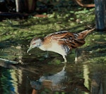 Marsh crake | Kotoreke. Adult. Boggy Pond, Lake Wairarapa. Image © Department of Conservation (image ref: 10031400) by Peter Moore, Department of Conservation.