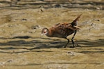 Marsh crake | Kotoreke. Adult. Motueka Sandspit, March 2016. Image © Craig Martin by Craig Martin.