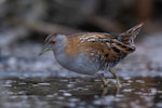 Marsh crake | Kotoreke. Adult. Harts Creek, Lake Ellesmere, June 2023. Image © Ben Ackerley by Ben Ackerley.