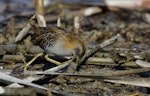 Marsh crake | Kotoreke. Adult foraging. Waimakariri River mouth, July 2019. Image © Donald Snook by Donald Snook.