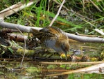 Marsh crake | Kotoreke. Adult. Lake Aviemore, March 2015. Image © David Saunders by David Saunders.