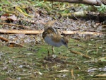 Marsh crake | Kotoreke. Adult. Lake Aviemore, March 2015. Image © David Saunders by David Saunders.